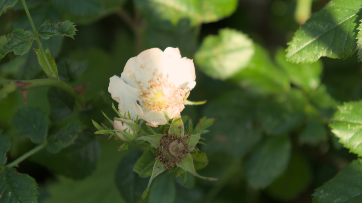 A Porsche-álom és a pénzügyi felelősség
