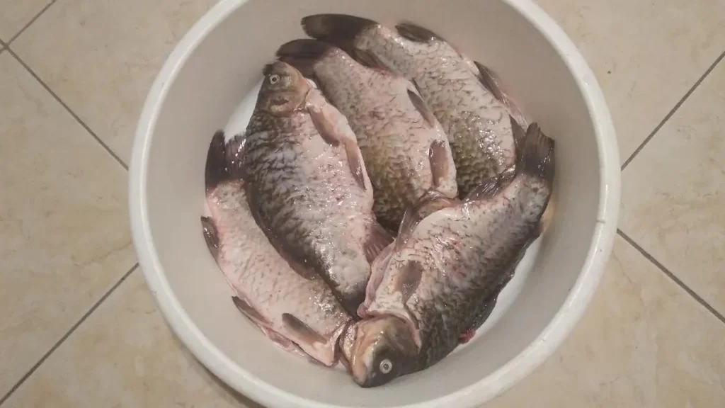 ezüstkárász szaporodása