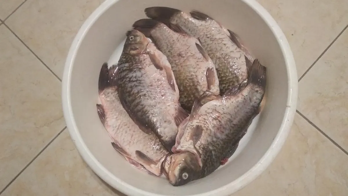 Ezüstkárász szaporodása – miért ennyire sikeres – 2 megdöbbentő furcsaság