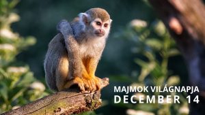 Majmok világnapja