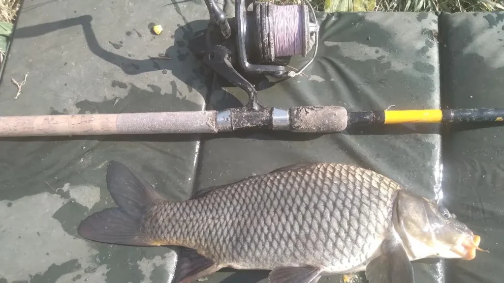 Tájjellegű pontyfajták