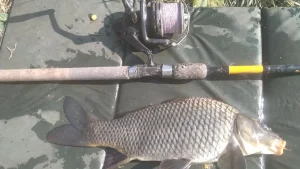 Tájjellegű pontyfajták