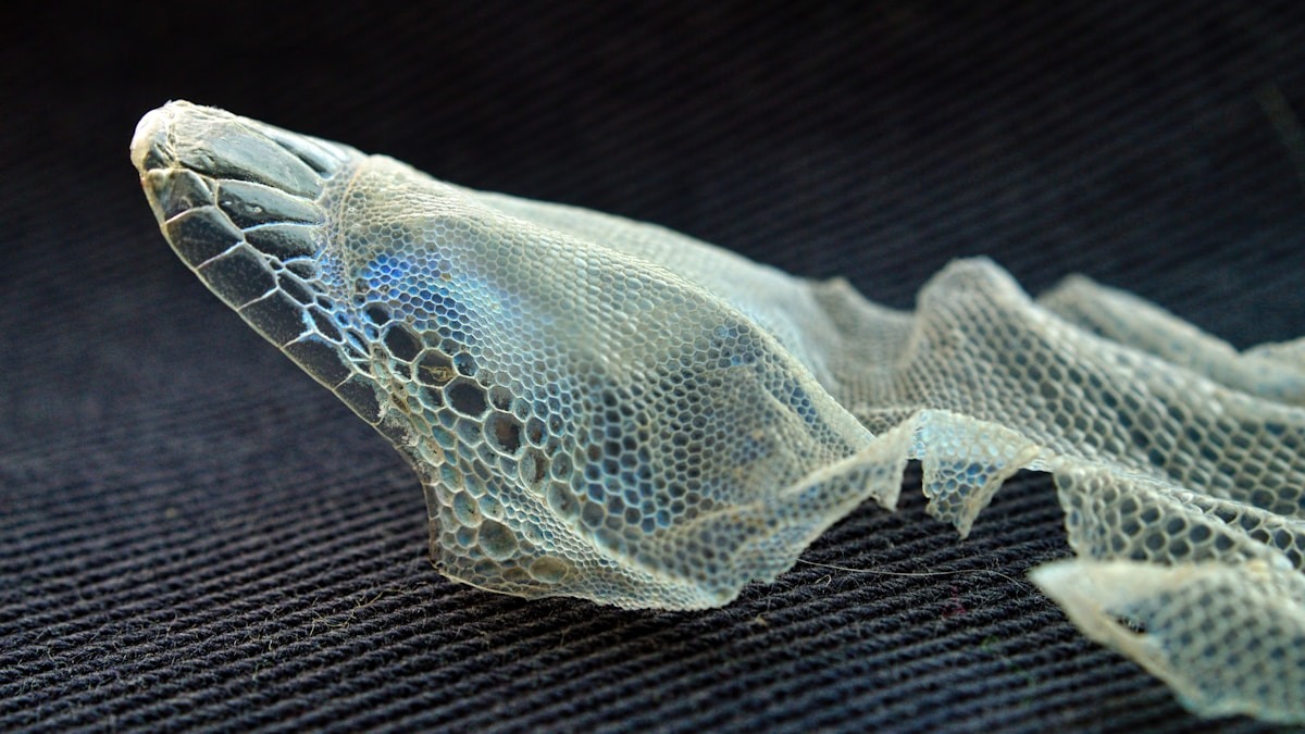 Szövetségi bíró elutasítja Trump kormányzatának választói adatigényét