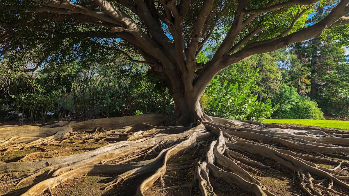 Fiatal manáták mozgó ökoszisztémái