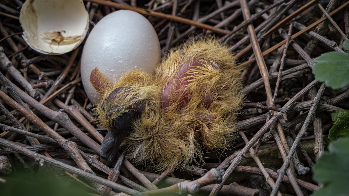 A kreativitás titka: álmodj bele a megoldásba
