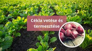 Cékla vetése és termesztése