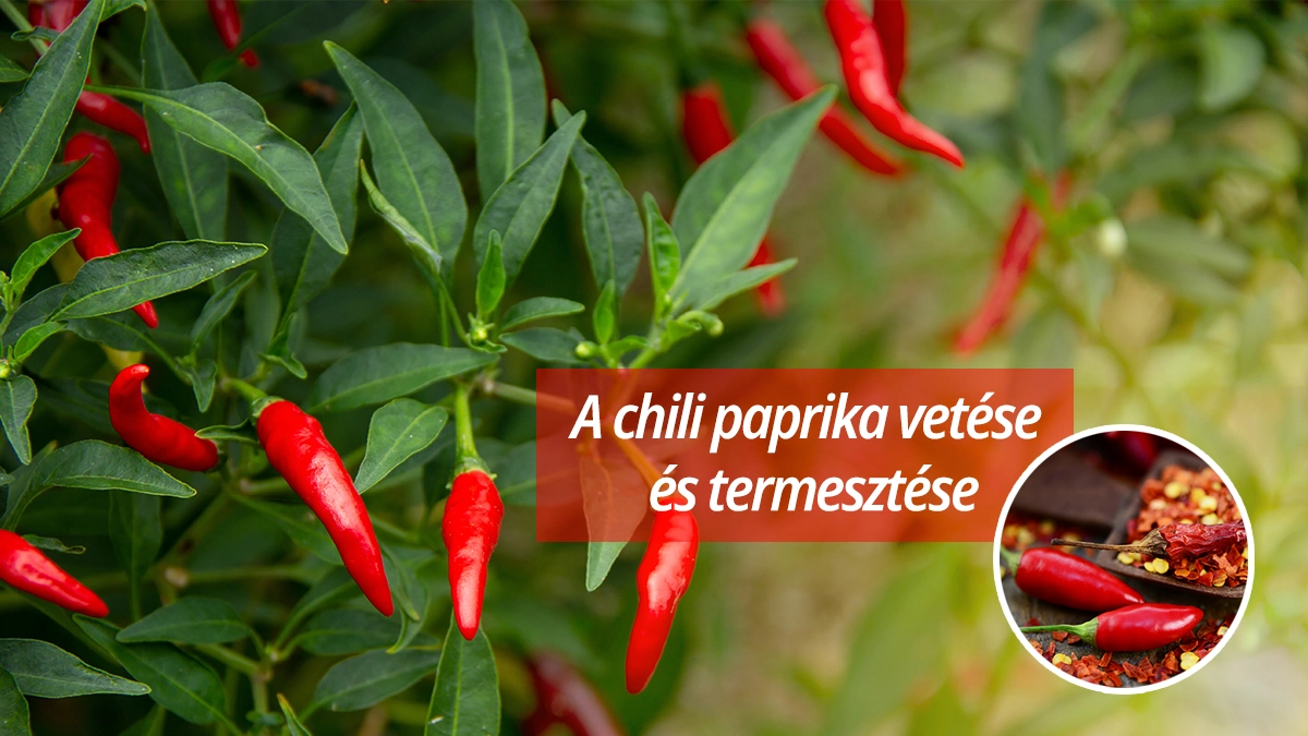 Chili paprika vetése és termesztése: A teljes útmutató a magtól a szüretig