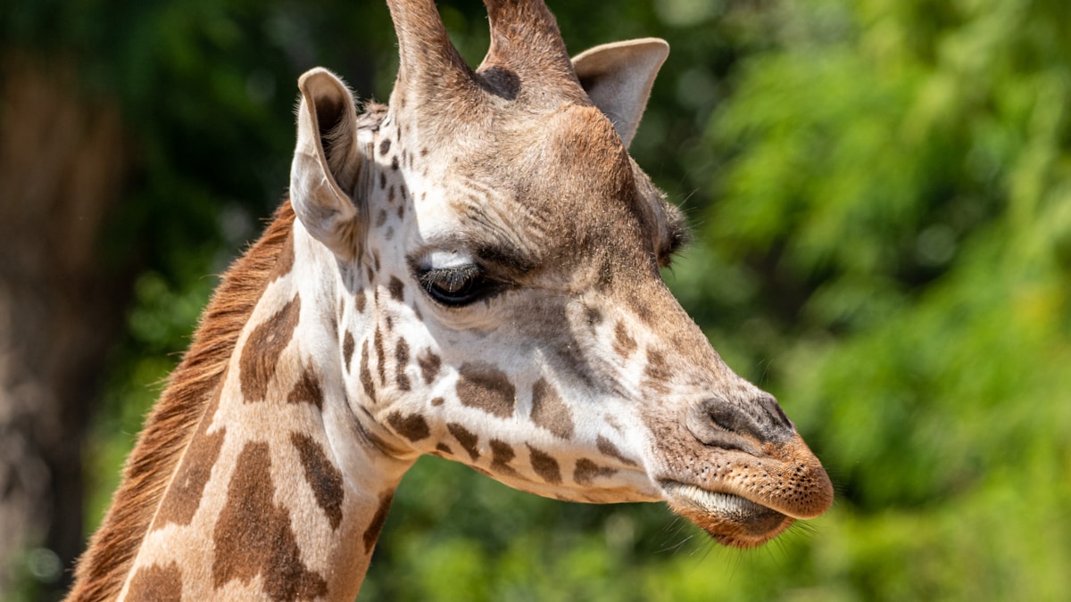 Az amerikai szószóló üzenete Münchenben