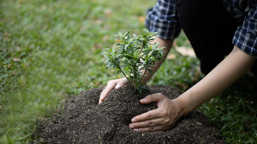 Gyümölcsoltó Boldogasszony napja