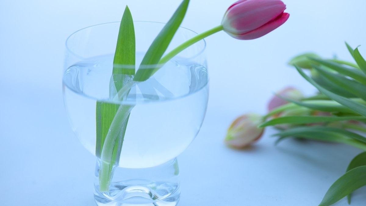 A Kétpárti Védőháló a Nemzetközi Diákok Munkalehetőségeiért