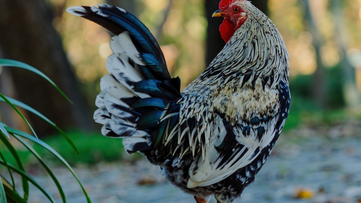 Cserék és sérülések alakítják a Cubs nyitókeretét