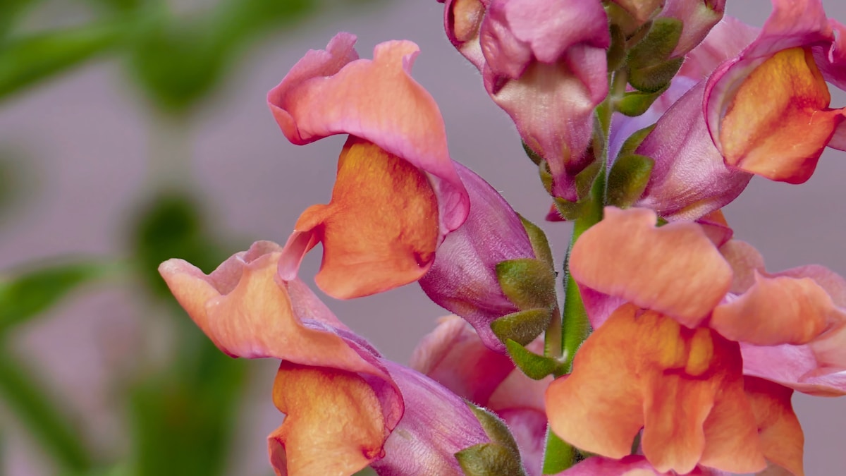 A Windows processzorháború új fejezete A Windows processzorháború új fejezete