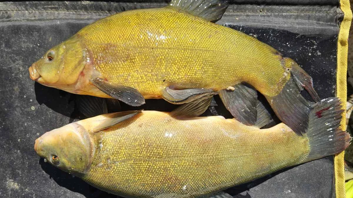 Megnyugtató compó tilalom 2026 – miért fontos a védelem?