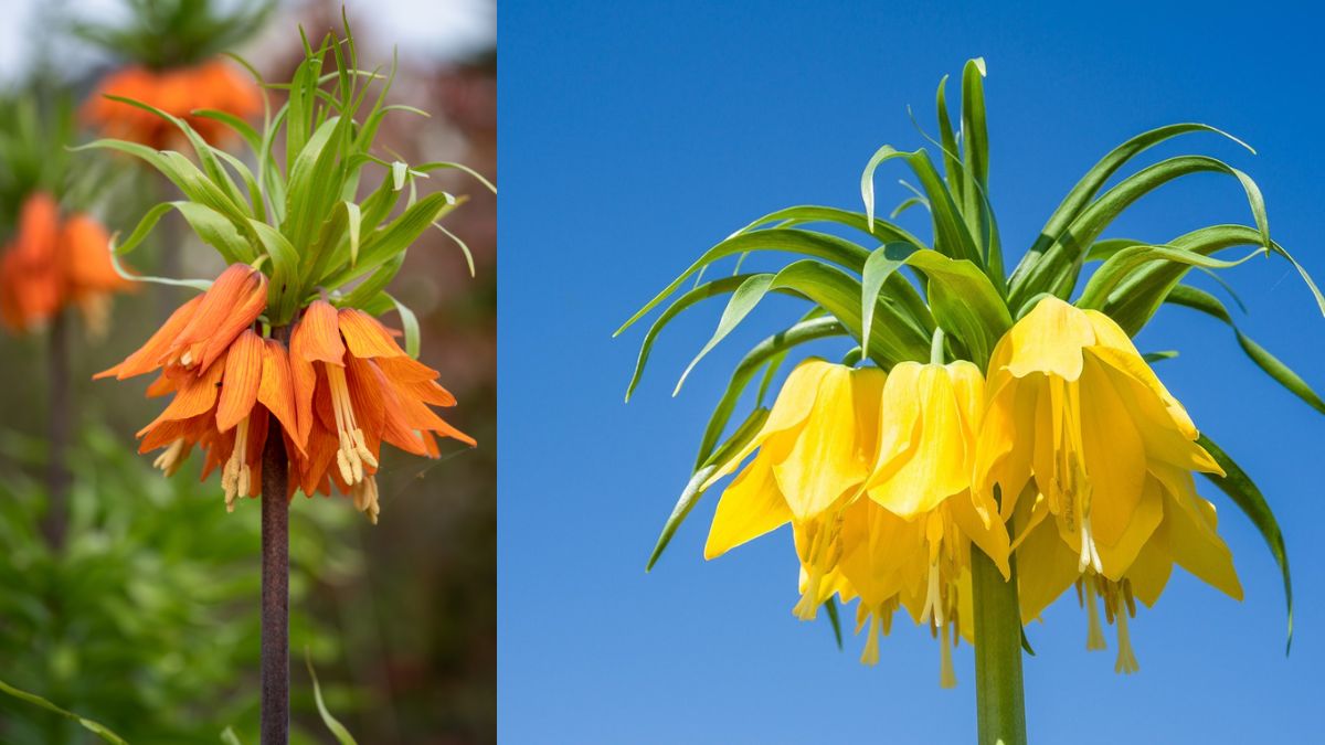 A kert koronás fője: Minden, amit a császárkorona virágról tudni érdemes