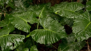 elefánfül gondozása