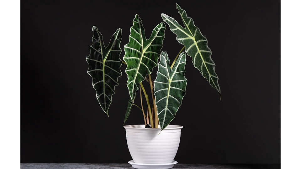 Alocasia