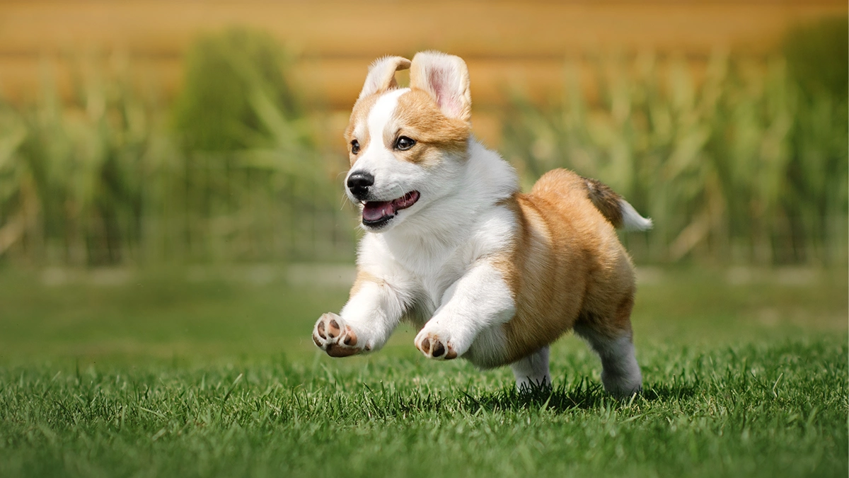 National Puppy Day: A kiskutyák napja – Ünnep a felelős állattartás jegyében National Puppy Day: A kiskutyák napja – Ünnep a felelős állattartás jegyében