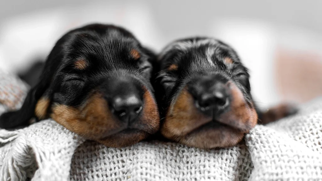 Napional Puppy Day - a kiskutyák napja