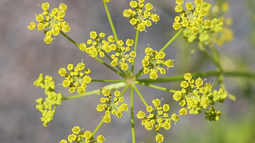 Pasztinák termesztése