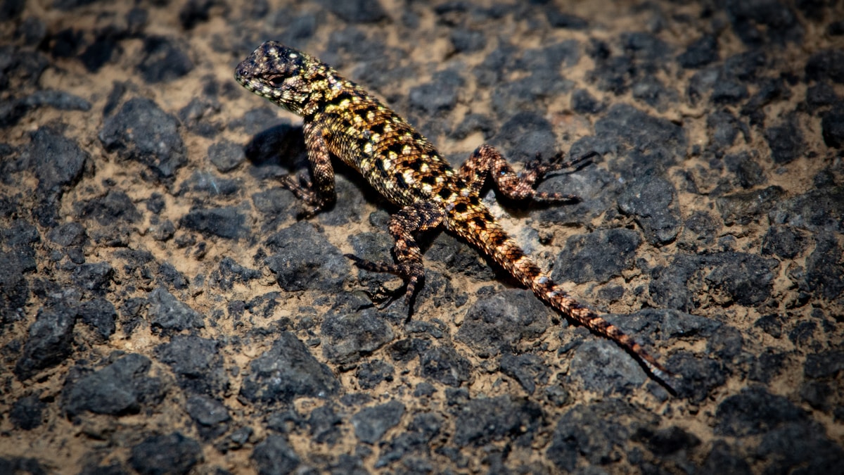 A Hail Mary küldetés: A Marsi után következő nagy sci-fi