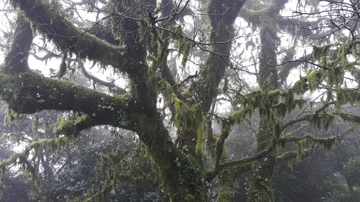 A Tala Muse 2.0: Otthon, Kert, Utazás