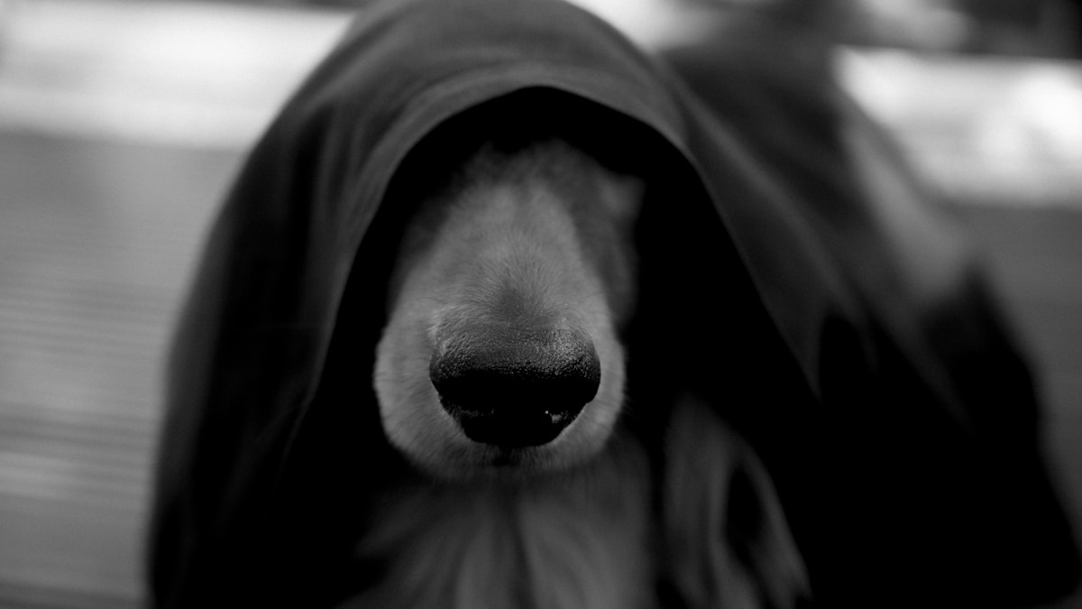 Olaszország baseballcsodája a világbajnokságon