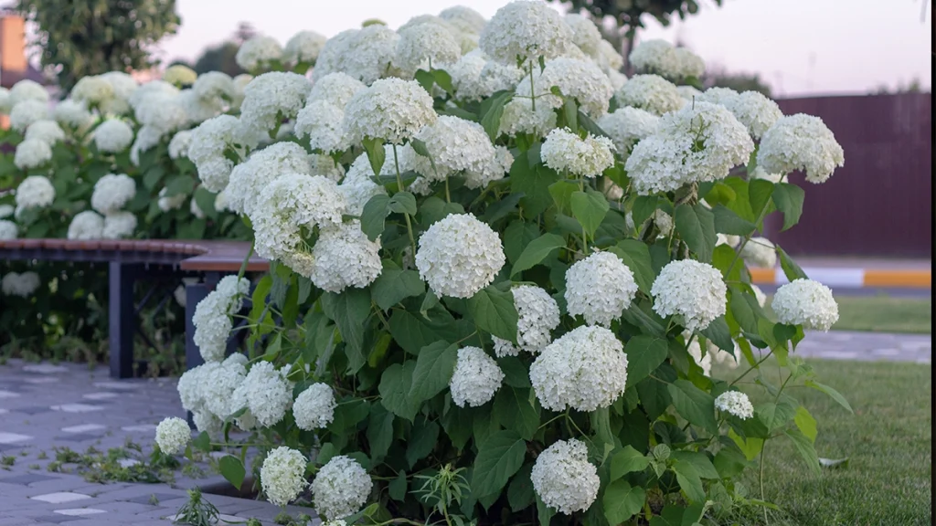 Hortenzia