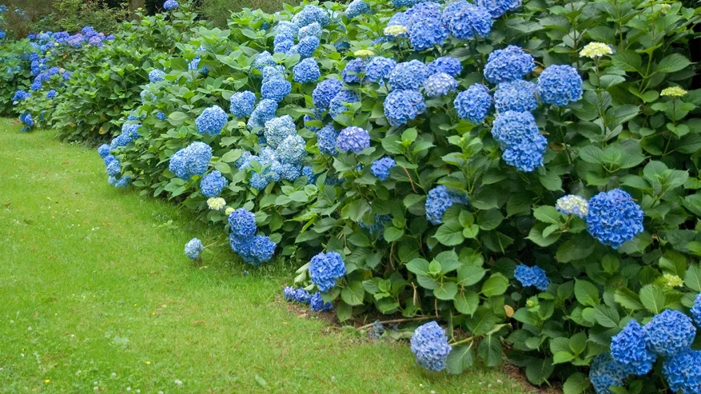 Hortenzia