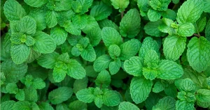 menta termesztése