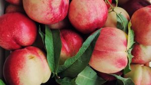 A nectarinek osztogatása: egy kaliforniai gazda harca a gyümölcs szabadalommal szemben