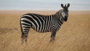 Zebrafinken nyelve: Tudós fejtette meg a madarak hívójeleit