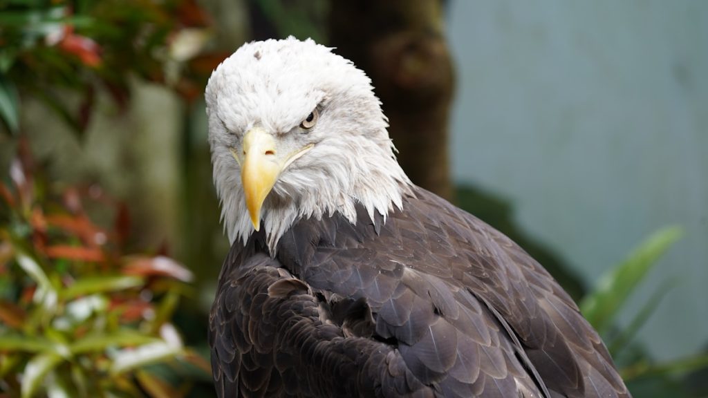 Okos madáretető kezdőknek: Birdfy Feeder Rookie akcióban
