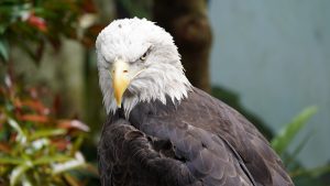 Okos madáretető kezdőknek: Birdfy Feeder Rookie akcióban