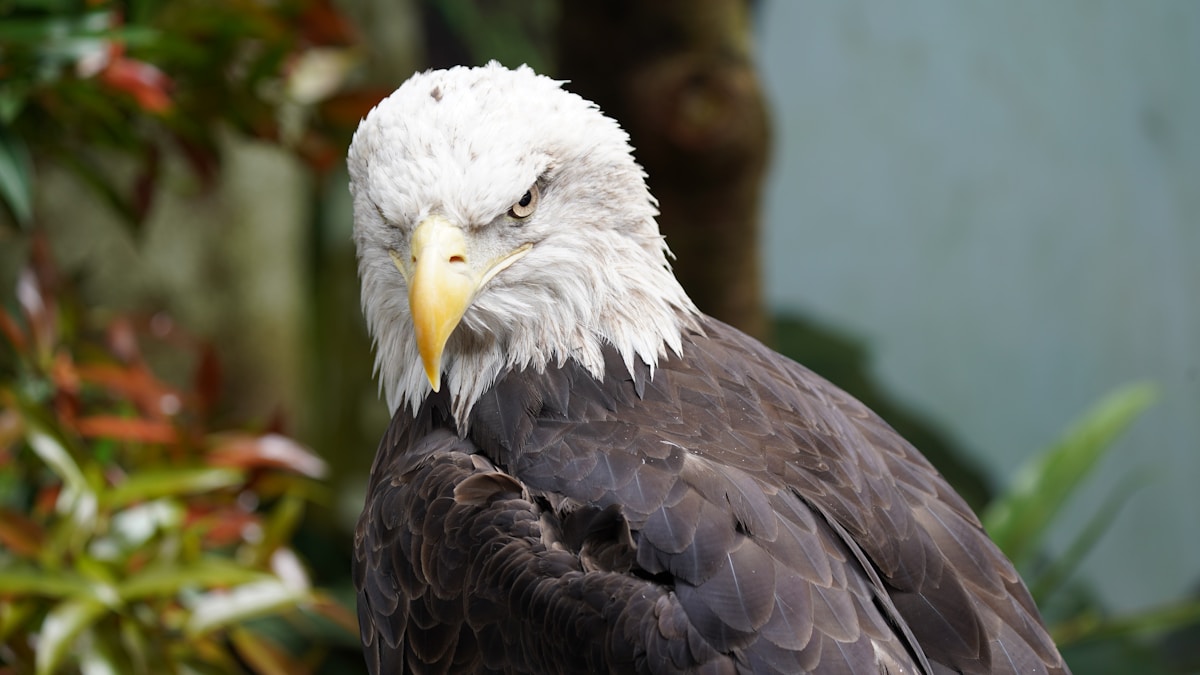 Okos madáretető kezdőknek: Birdfy Feeder Rookie akcióban