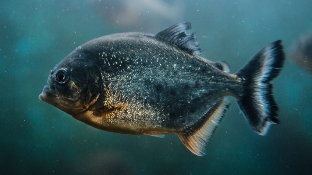 Piranha a pennsylvaniai tóban: egy nyolcéves horgász fogása