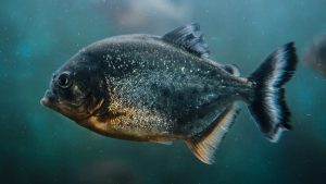 Piranha a pennsylvaniai tóban: egy nyolcéves horgász fogása