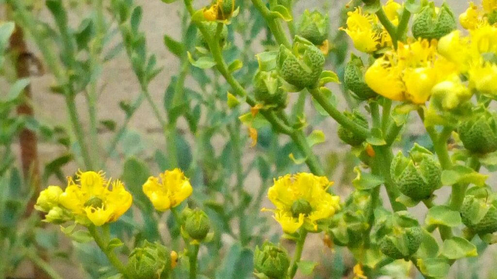 Arabidopsis gyökérsingle-cell atlasz: protokollok a sejttípusoktól a vízhiány-válaszig
