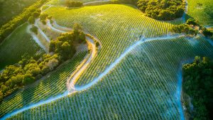 Paso Robles: Kalifornia rejtett bor- és gasztrogyöngyszeme Paso Robles: Kalifornia rejtett bor- és gasztrogyöngyszeme
